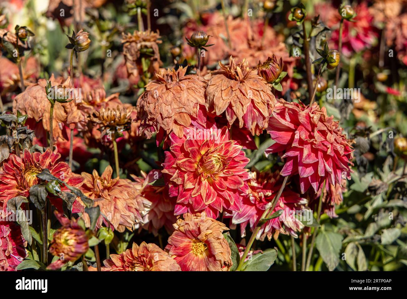 Dahlias mourant après un gel Banque D'Images