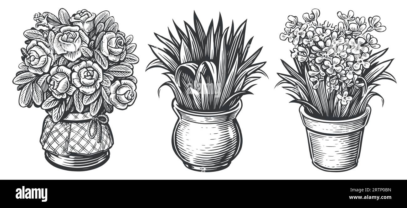 Croquis de plantes d'intérieur. Ensemble de plantes d'intérieur. Fleurs dans un pot. Illustration vectorielle vintage dans le style de gravure Illustration de Vecteur