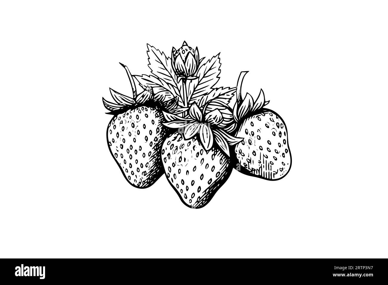 Fraise dans le style de gravure. Élément de conception pour affiche, carte, bannière, signe. Illustration vectorielle. Illustration de Vecteur