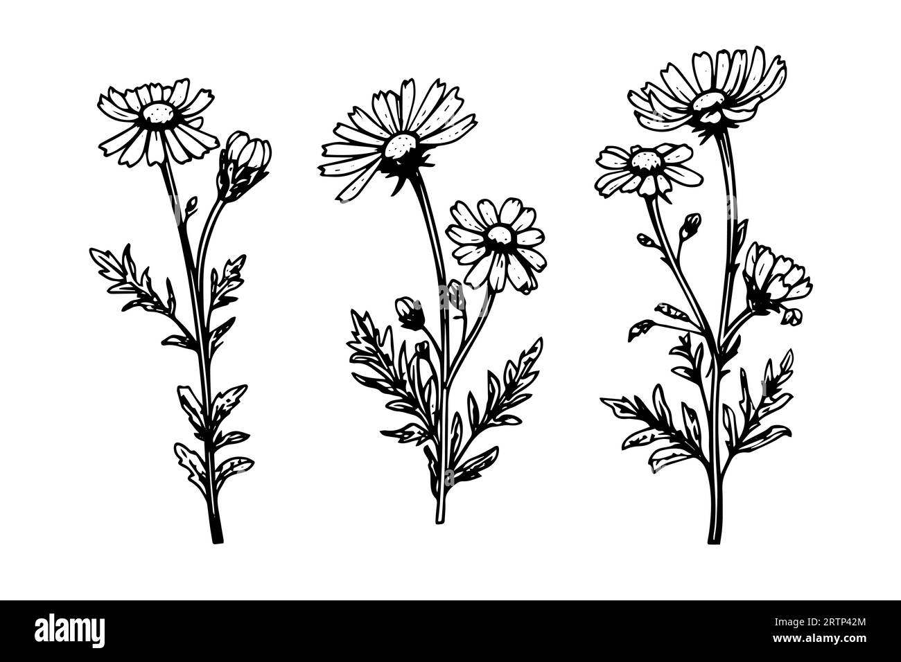 Croquis à l'encre de camomille dessiné à la main. Illustration vectorielle de gravure de fleurs de Marguerite. Illustration de Vecteur