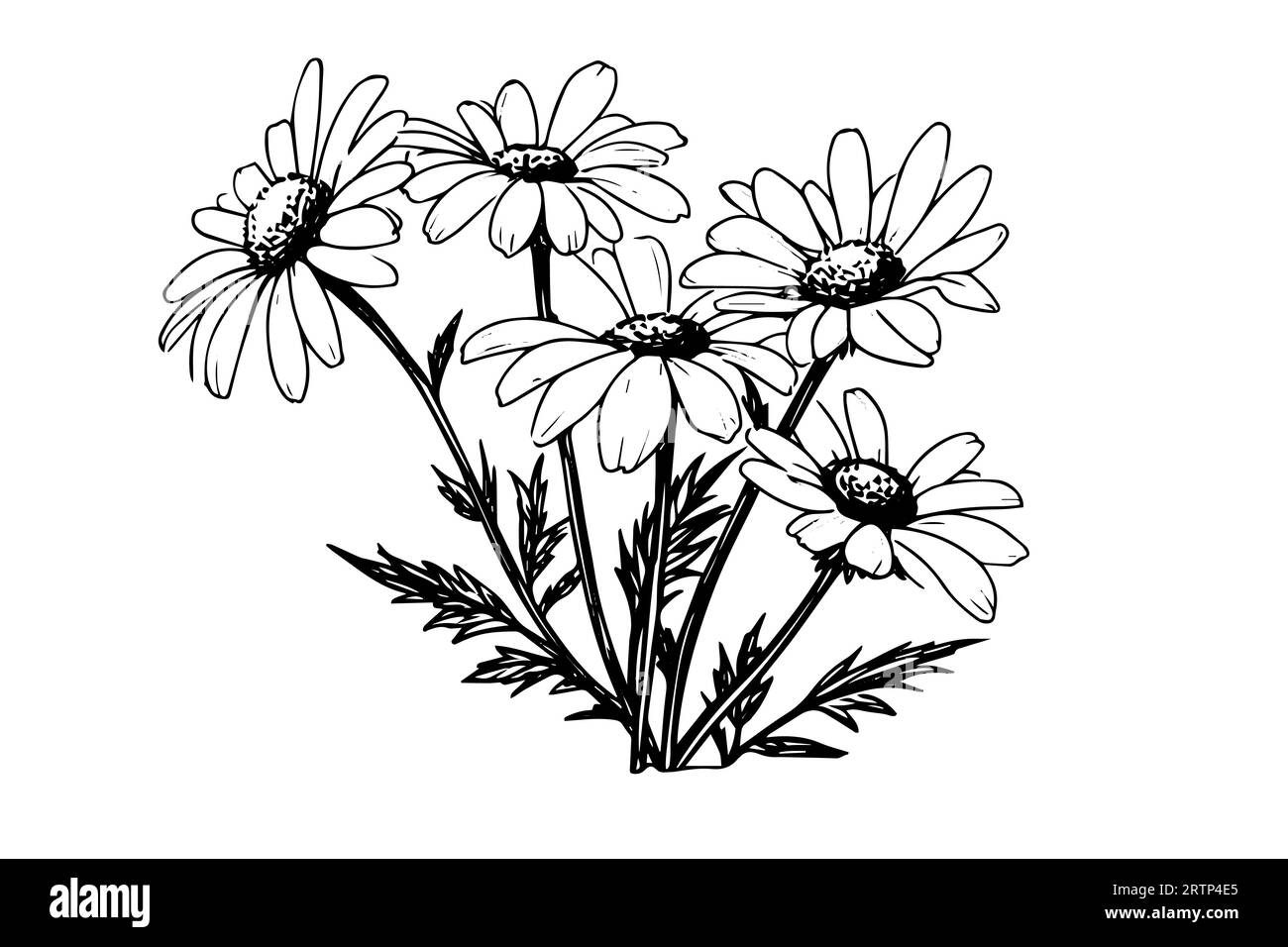 Croquis à l'encre de camomille dessiné à la main. Illustration vectorielle de gravure de bouquet de Marguerite. Illustration de Vecteur