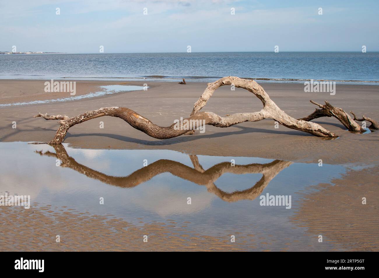 Réflexion d'un morceau de bois flotté dans une flaque d'eau sur la plage lors d'une journée ensoleillée à Driftwood Beach, Jekyll Island, Géorgie Banque D'Images