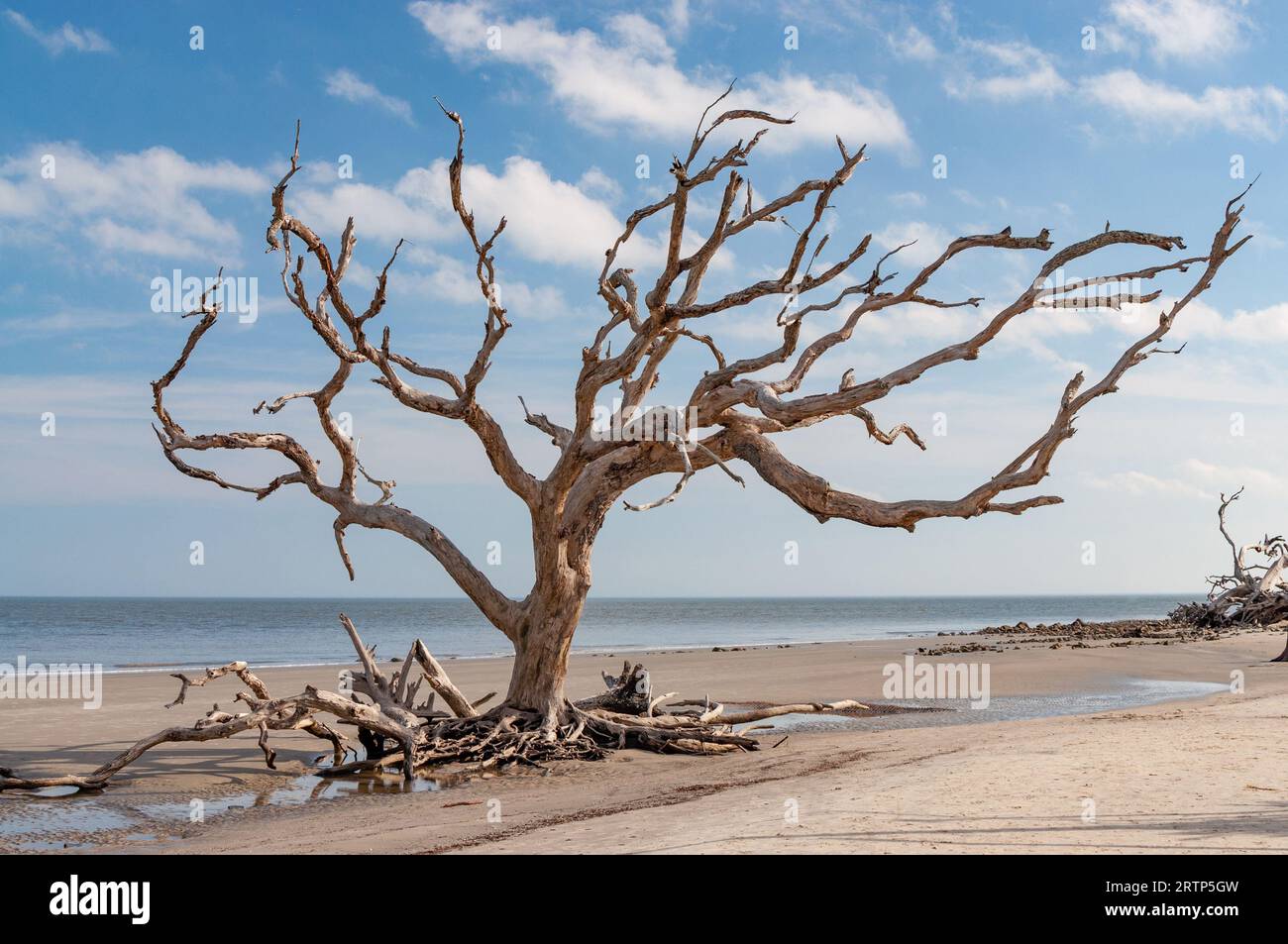 Un arbre mort avec des branches scraggly contrastant avec un ciel bleu par une journée ensoleillée à Driftwood Beach, Jekyll Island, Géorgie Banque D'Images