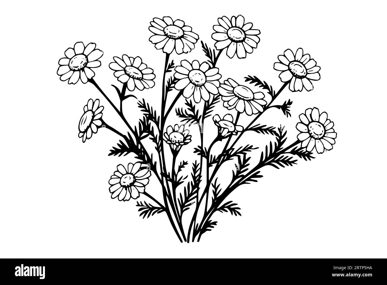 Croquis à l'encre de camomille dessiné à la main. Illustration vectorielle de gravure de fleurs de Marguerite. Illustration de Vecteur