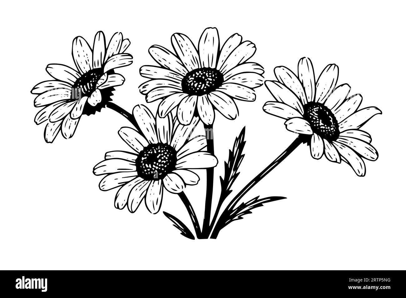 Croquis à l'encre de camomille dessiné à la main. Illustration vectorielle de gravure de fleurs de Marguerite. Illustration de Vecteur