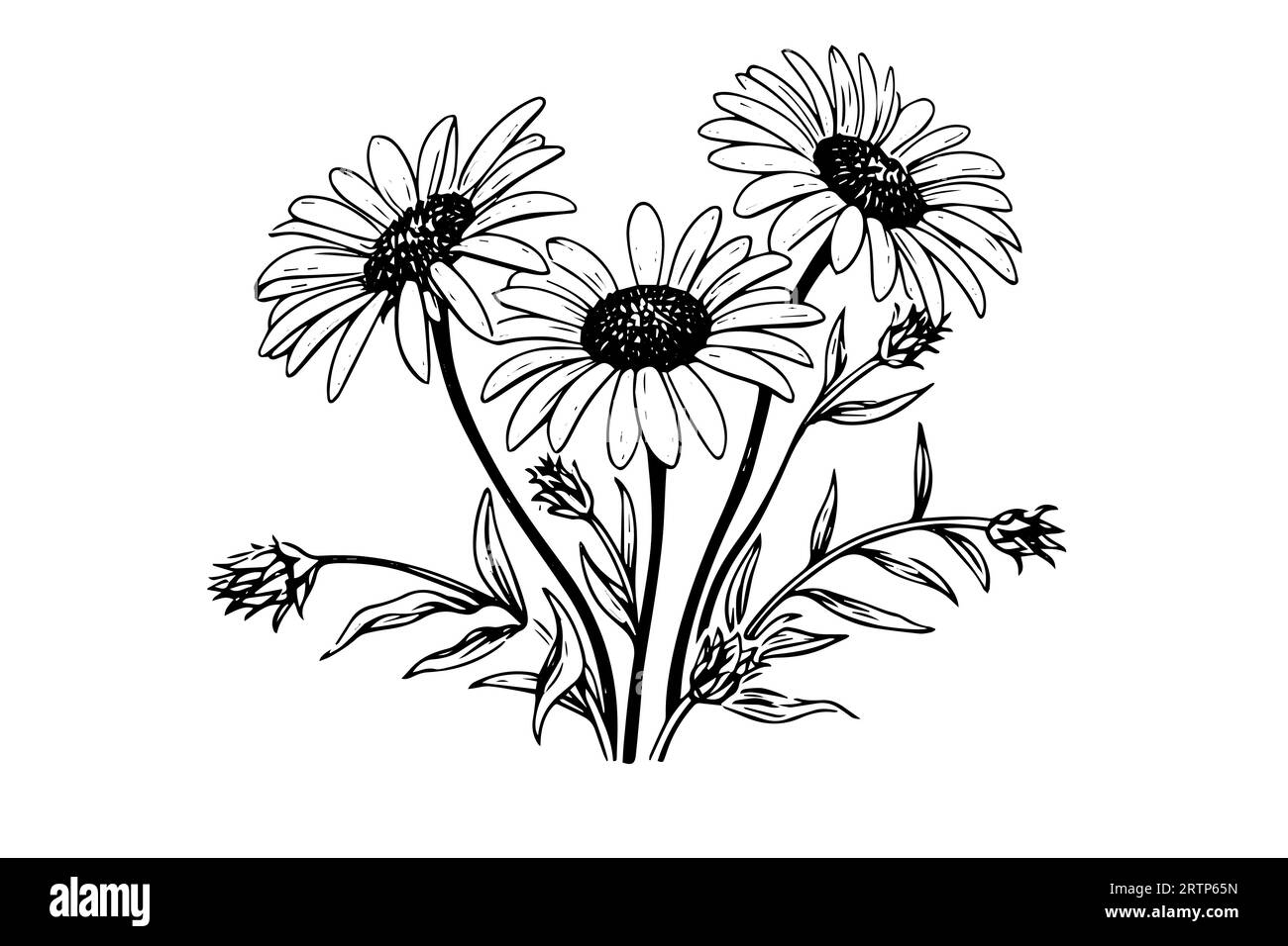 Croquis à l'encre de camomille dessiné à la main. Illustration vectorielle de gravure de bouquet de Marguerite. Illustration de Vecteur