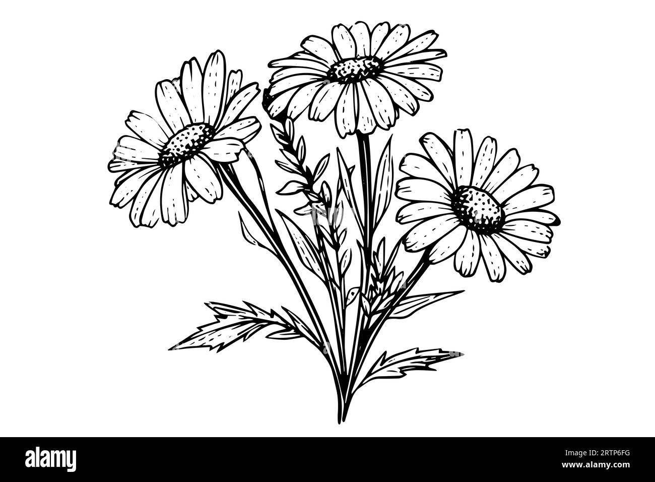Croquis à l'encre de camomille dessiné à la main. Illustration vectorielle de gravure de fleurs de Marguerite. Illustration de Vecteur