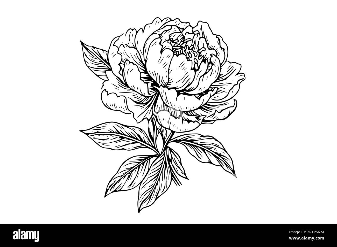 Fleur de pivoine et dessin de feuilles. Illustration d'encre gravée dessinée à la main Vector. Illustration de Vecteur