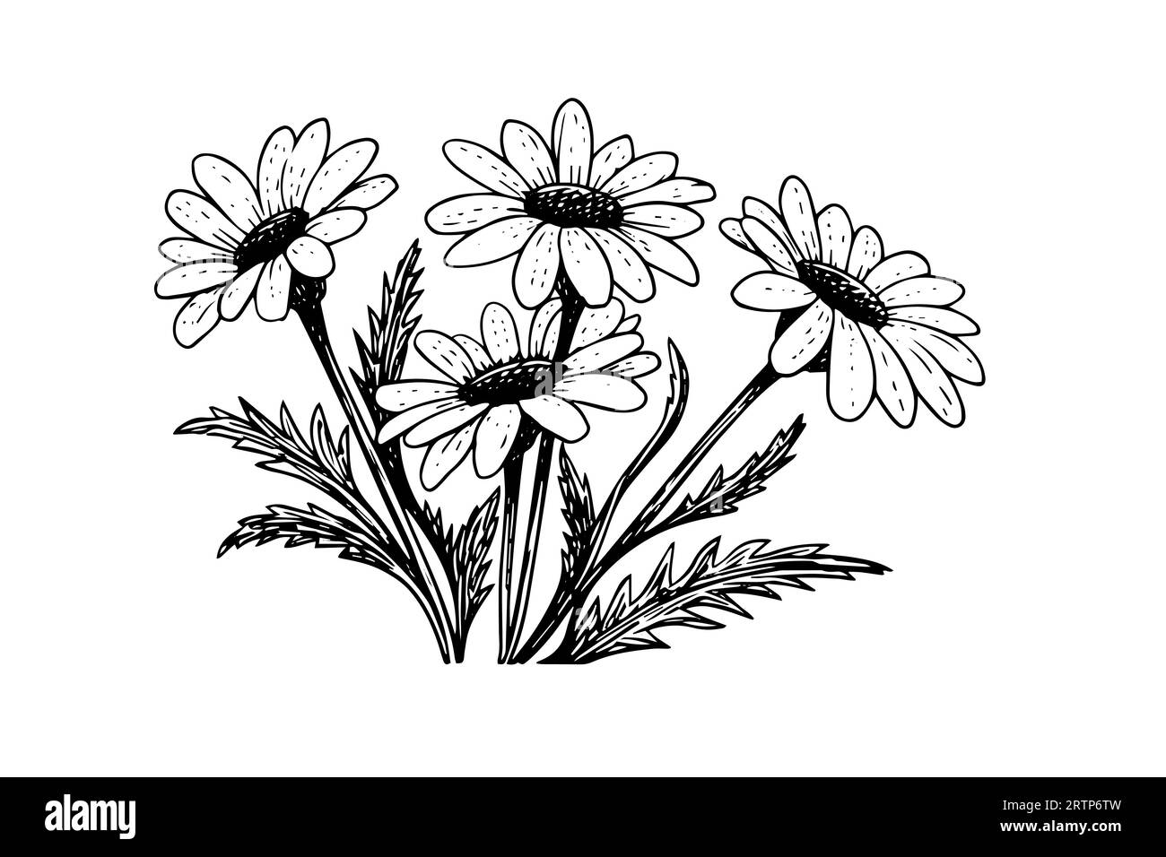 Croquis à l'encre de camomille dessiné à la main. Illustration vectorielle de gravure de fleurs de Marguerite. Illustration de Vecteur
