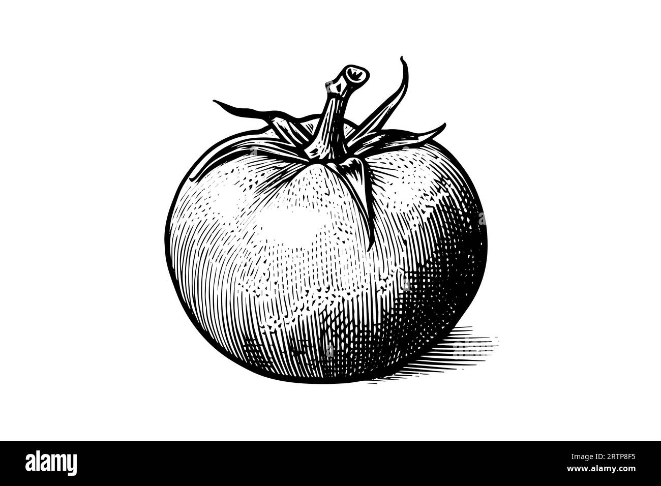 Croquis à l'encre dessiné à la main à la tomate. Gravure illustration vectorielle de style vintage. Illustration de Vecteur