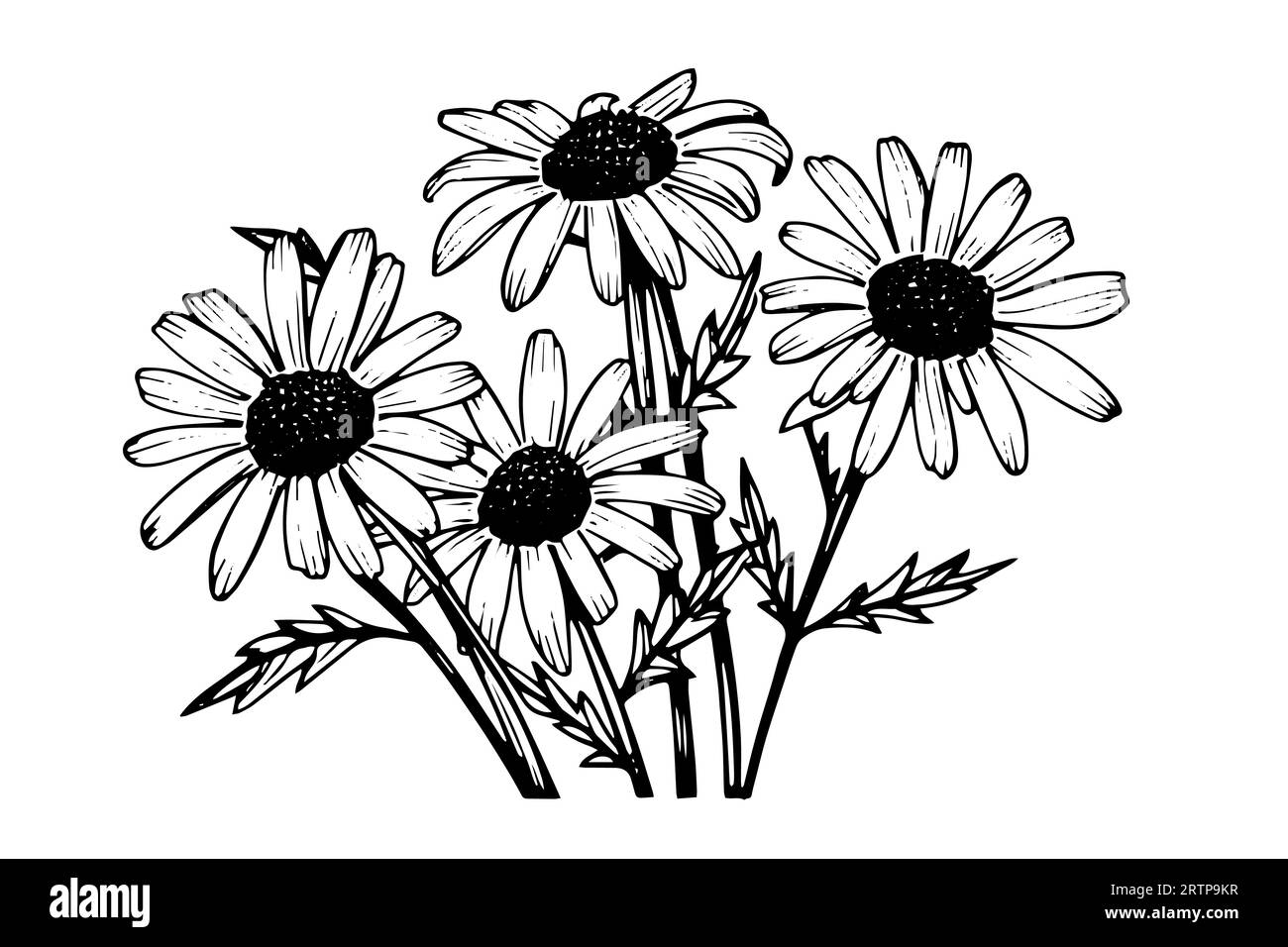 Croquis à l'encre de camomille dessiné à la main. Illustration vectorielle de gravure de bouquet de Marguerite. Illustration de Vecteur