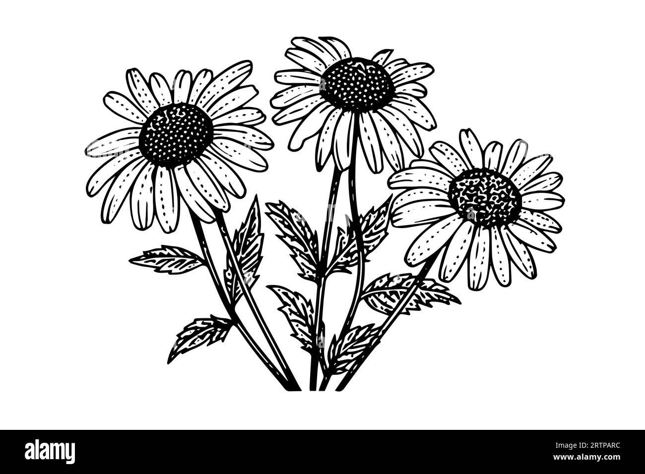 Croquis à l'encre de camomille dessiné à la main. Illustration vectorielle de gravure de bouquet de Marguerite. Illustration de Vecteur