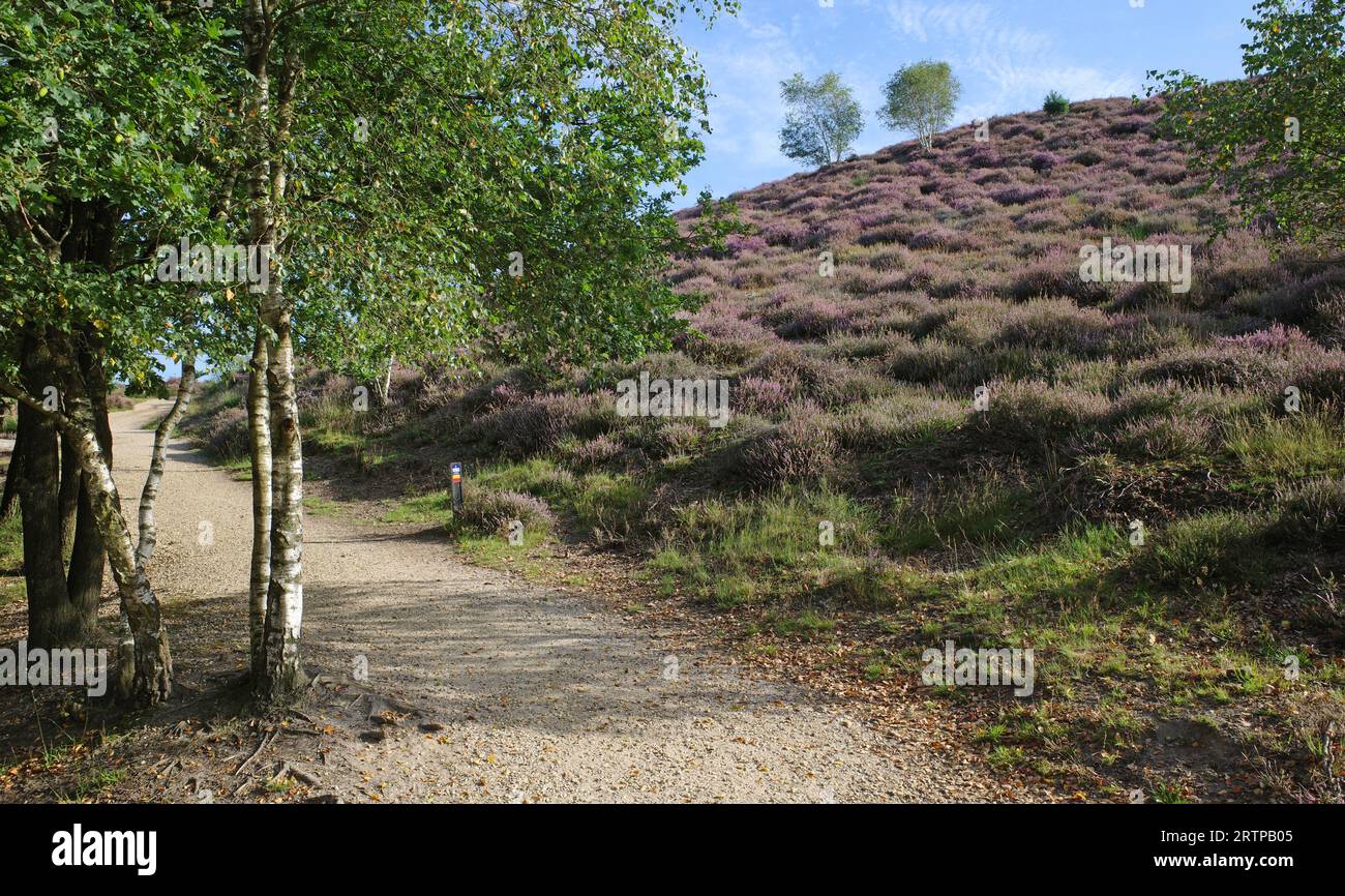 A gauche un bouleau, à droite une colline violette. La beauté à couper le souffle de la Posbank aux pays-Bas quand la bruyère est en fleur Banque D'Images