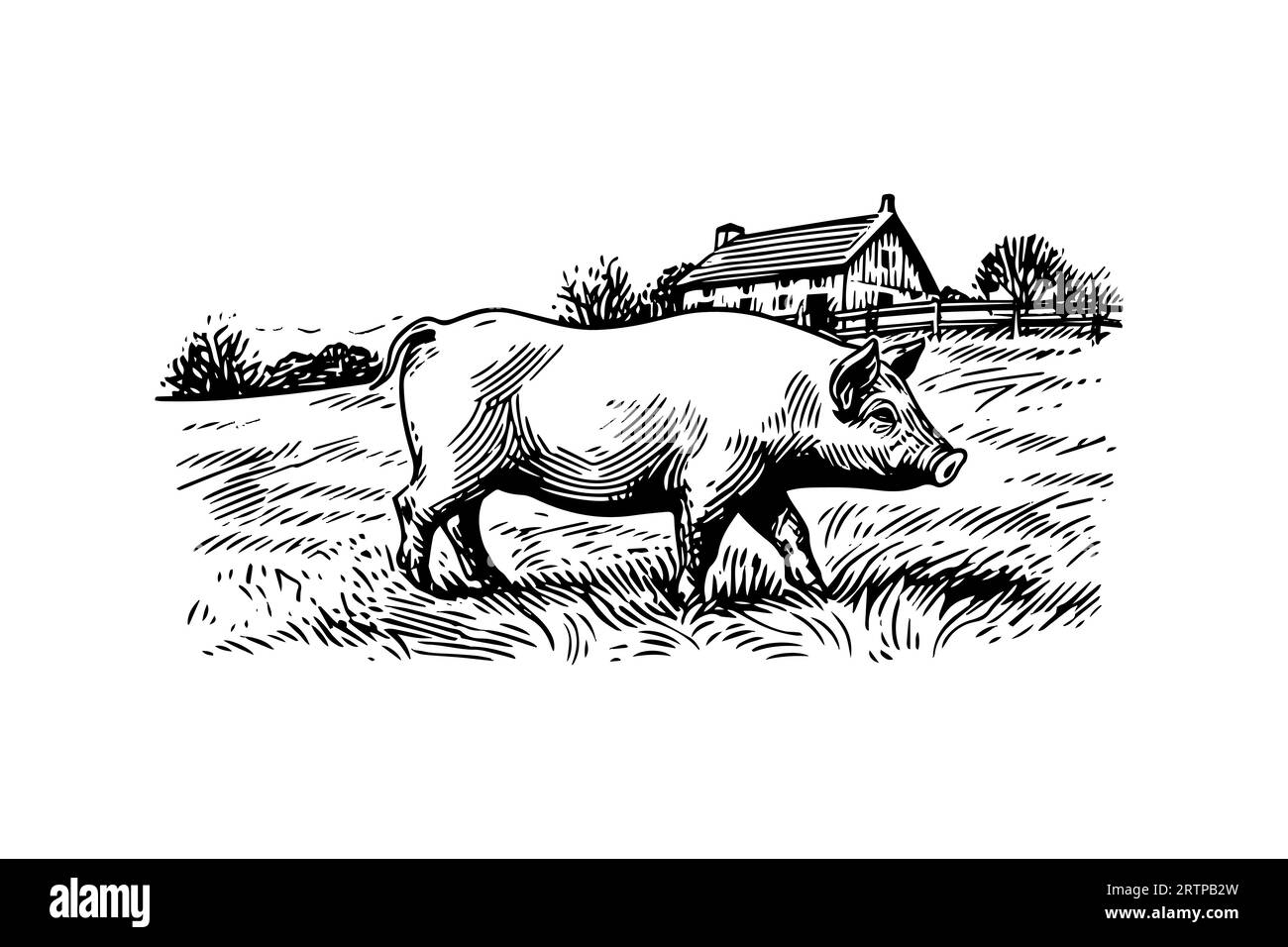 Image vectorielle gravée dessinée à la main de paysage de village avec des cochons mangent de l'herbe dans le pâturage. Illustration de Vecteur