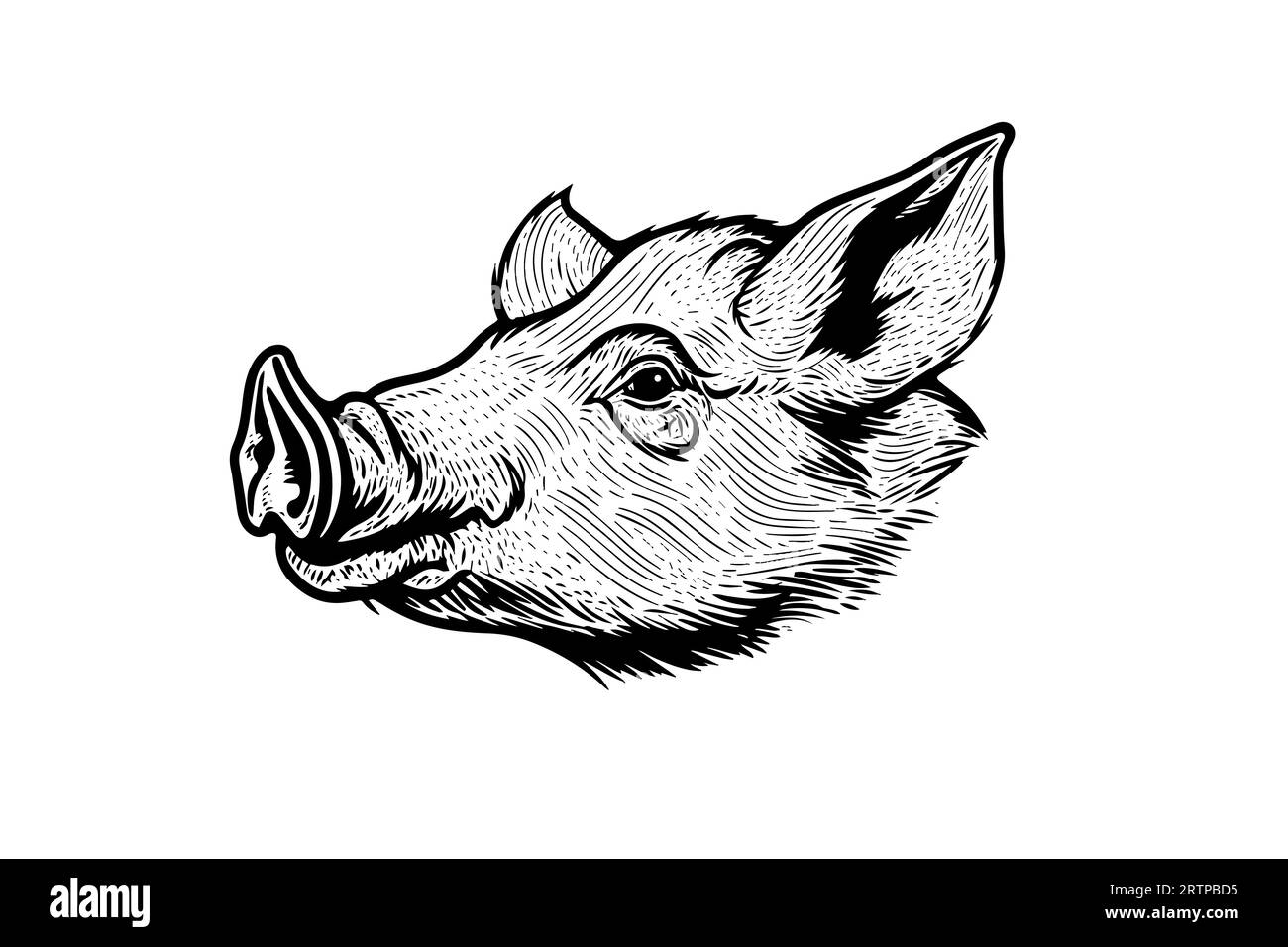 Illustration vectorielle de style gravure de porc mignon ou tête de porc. Illustration de Vecteur