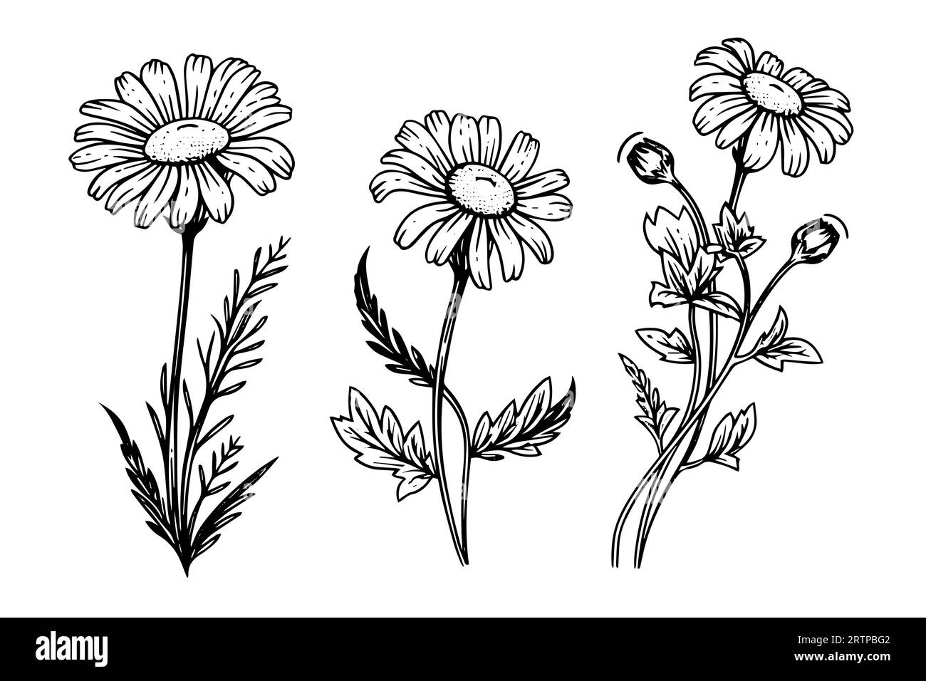 Croquis à l'encre de camomille dessiné à la main. Illustration vectorielle de gravure de bouquet de Marguerite. Illustration de Vecteur