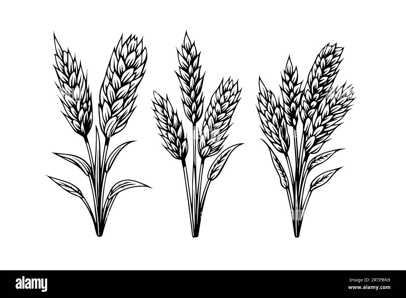 Ensemble d'épis de pain de blé croquis de récolte de céréales illustration vectorielle de style de gravure. Illustration de Vecteur