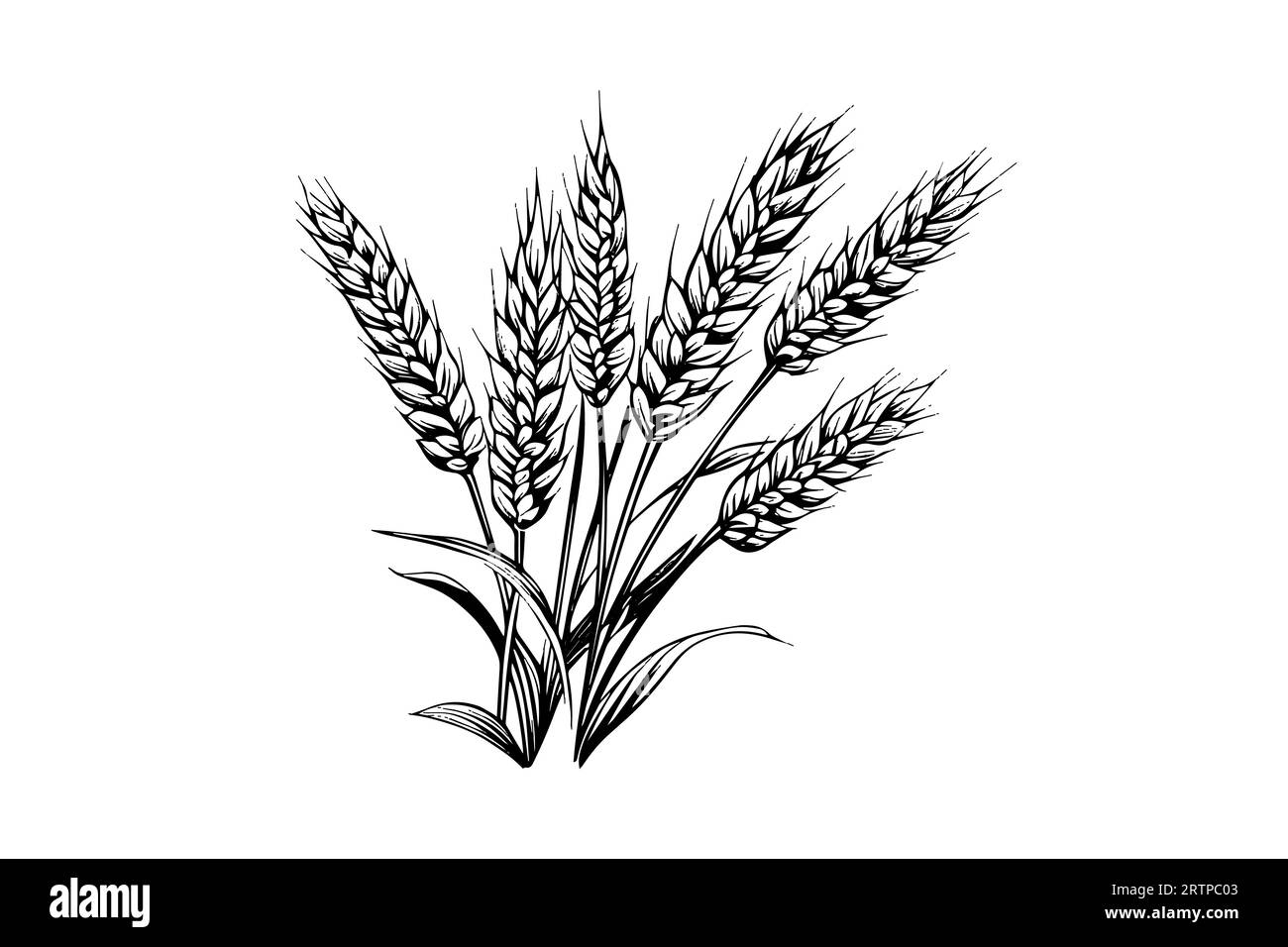 Épis de pain de blé croquis de récolte de céréales gravure style illustration vectorielle. Illustration de Vecteur