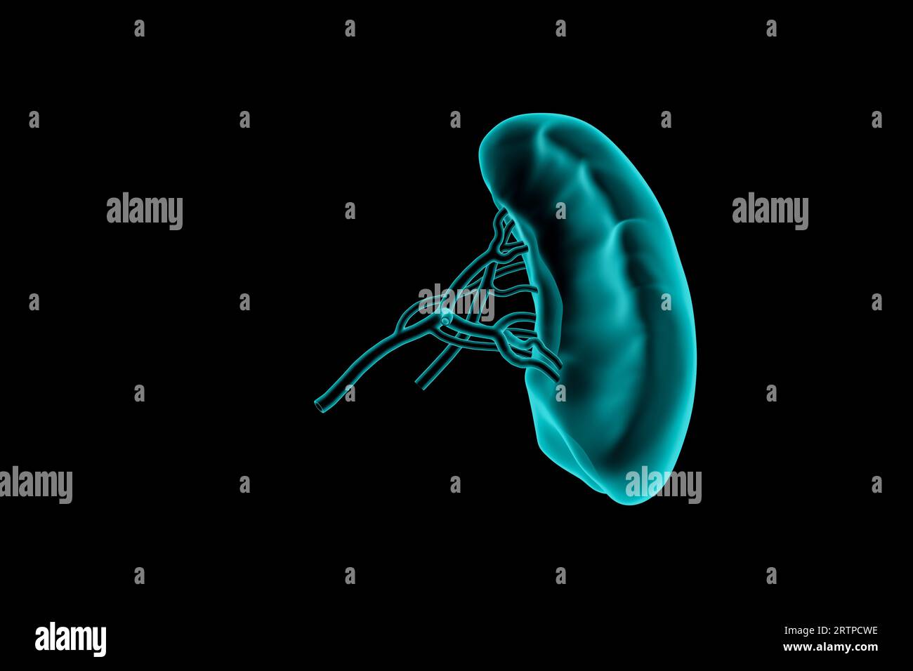 3d illustration de la rate humaine simulation réaliste de rayons x isolé sur noir Banque D'Images