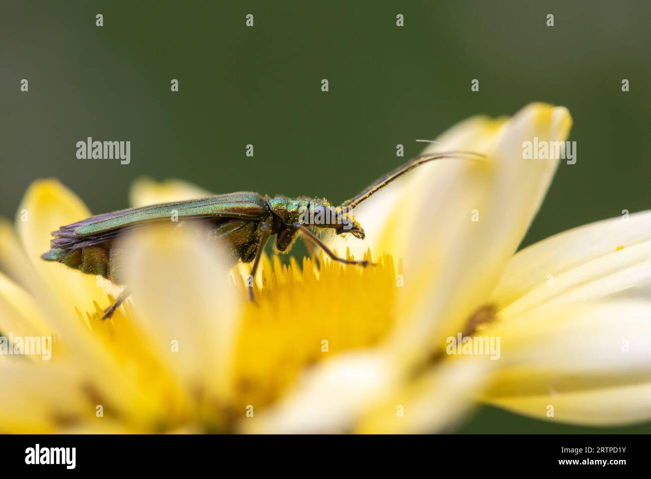 D'épaisseur de fleurs à pattes (Oedemera nobilis), également connu sous le nom de bombement-thighed beetle et le faux, de l'huile sur l'Anthemis tinctoria 'E.C.Buxton' Banque D'Images