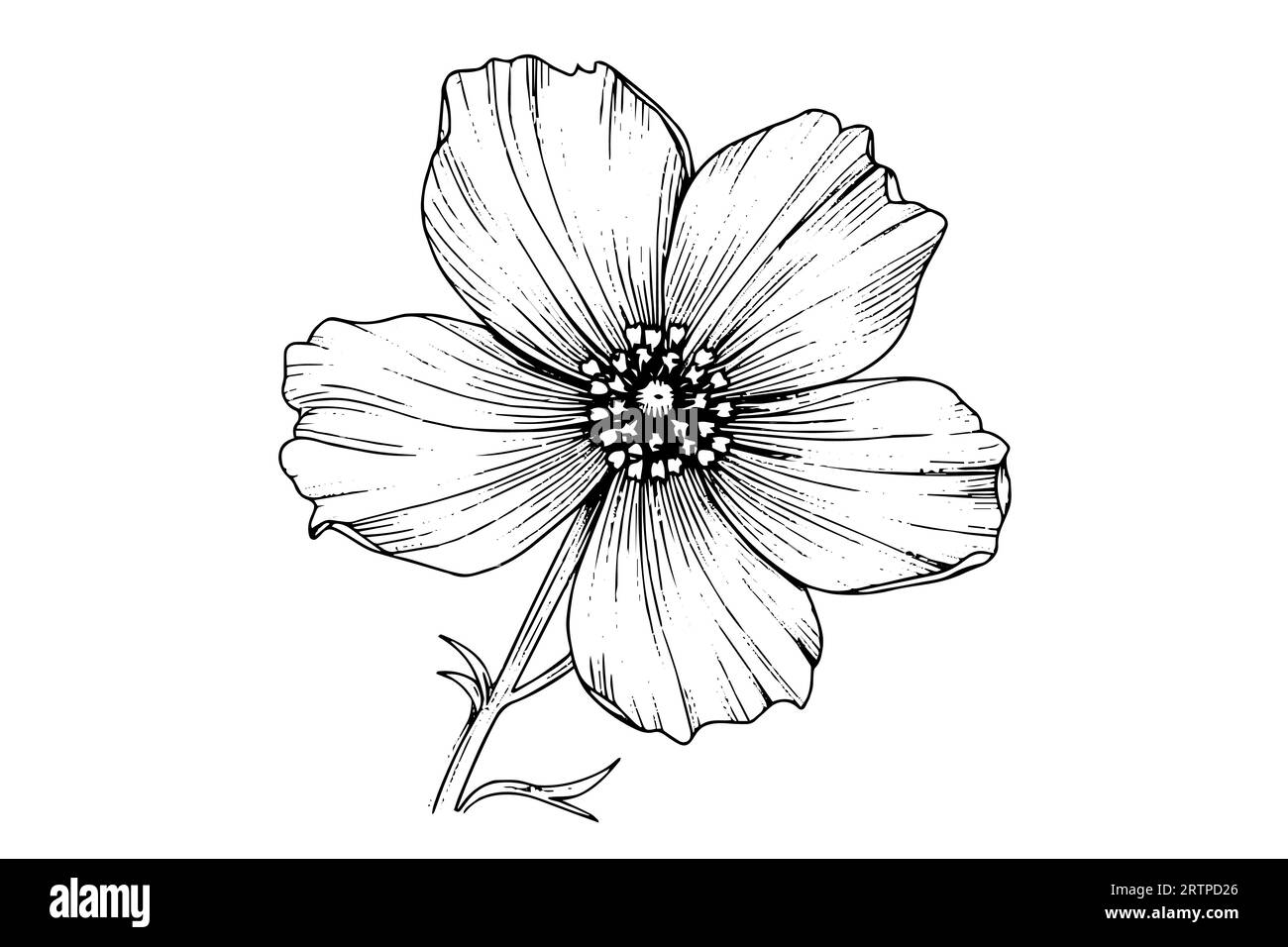 Elément isolé d'illustration vectorielle de cosmea. Art d'encre de style gravure noir et blanc Illustration de Vecteur