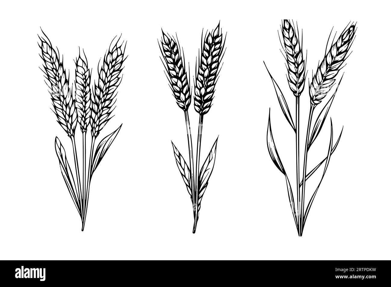 Ensemble d'épis de pain de blé croquis de récolte de céréales illustration vectorielle de style de gravure. Illustration de Vecteur