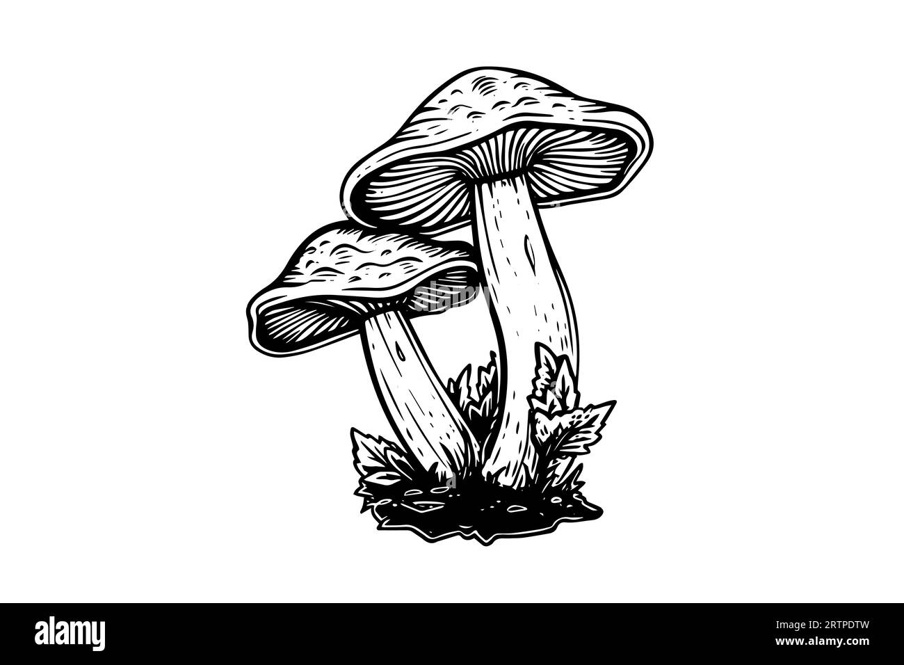 Groupe de champignons agariques à la mouche ou amanita poussant dans le style de gravure d'herbe. Illustration vectorielle. Illustration de Vecteur