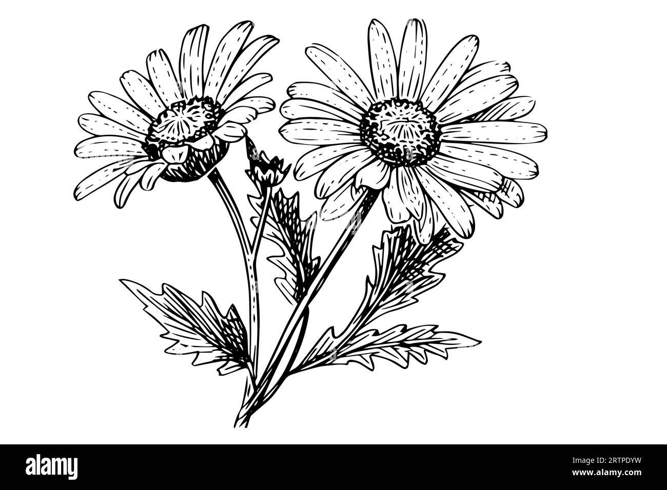 Croquis à l'encre de camomille dessiné à la main. Illustration vectorielle de gravure de bouquet de Marguerite. Illustration de Vecteur