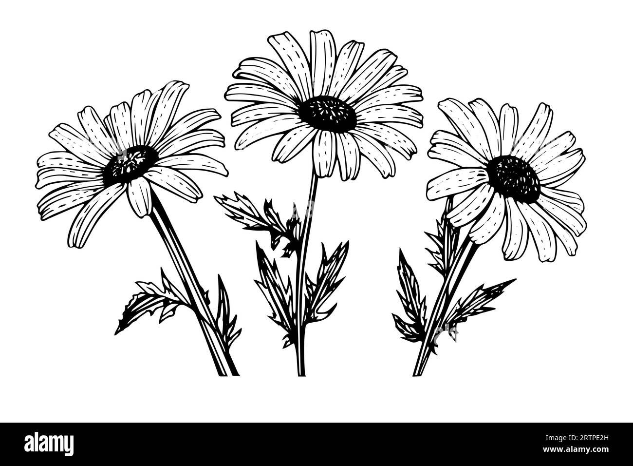 Croquis à l'encre de camomille dessiné à la main. Illustration vectorielle de gravure de bouquet de Marguerite. Illustration de Vecteur