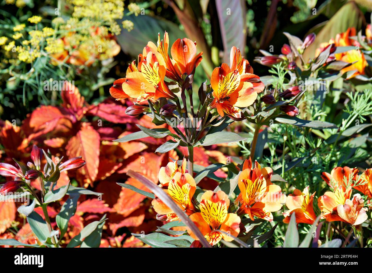 gros plan de fleurs orange d'alstroemeria aurea graham. Banque D'Images