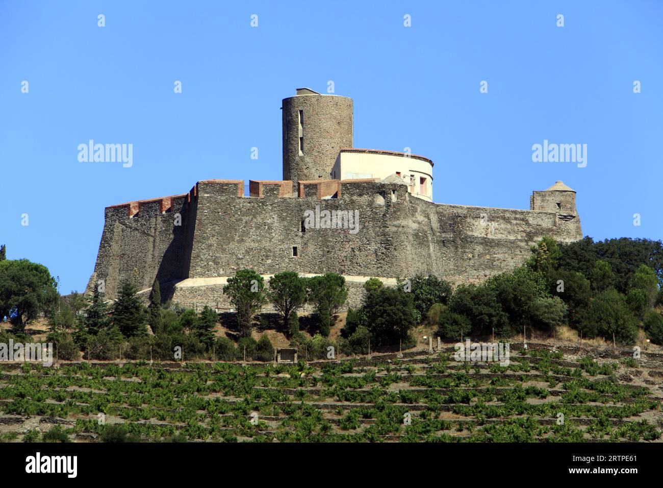 Vignoble Banyuls et fort Saint-Elme, forteresse construite par Charles Quint au 16e siècle, vue du Vallon de pintes. Collioure, Occitanie, France Banque D'Images