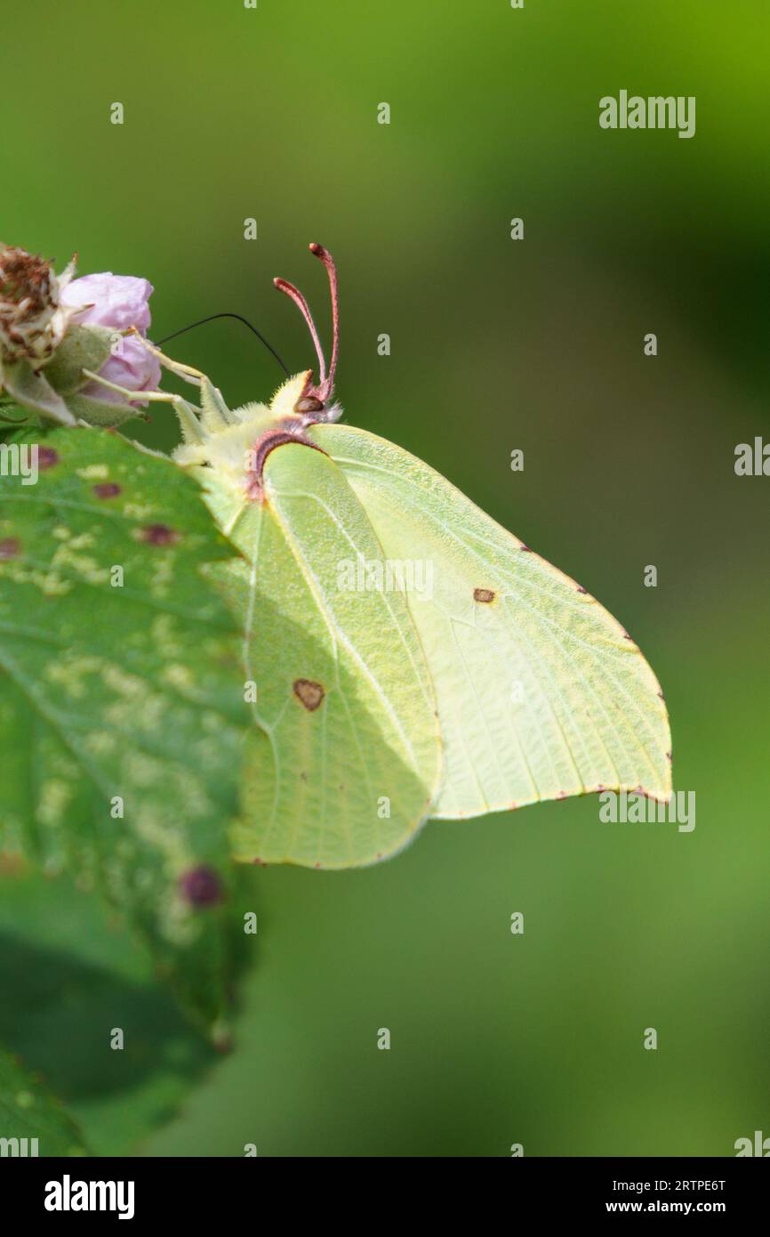 Papillon Brimstone, Gonepteryx rhamni, Sussex, Royaume-Uni Banque D'Images