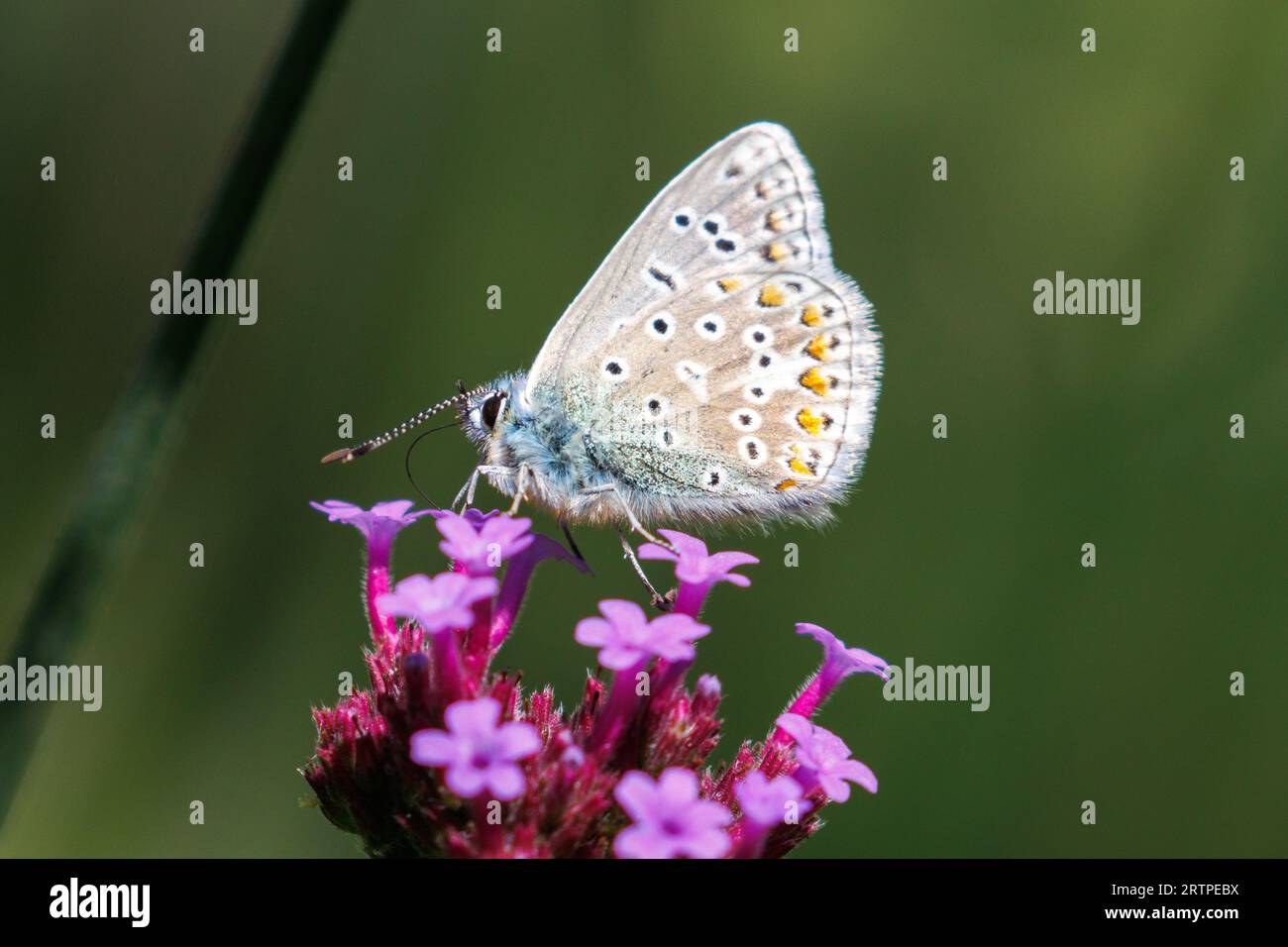 Papillon bleu commun, Polyommatus icarus, Sussex, Royaume-Uni Banque D'Images