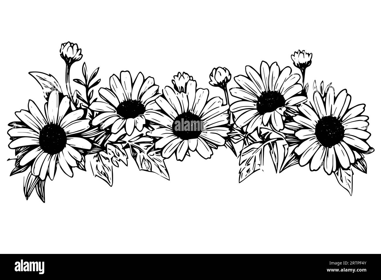 Croquis à l'encre de camomille dessiné à la main. Illustration vectorielle de gravure de bouquet de Marguerite. Illustration de Vecteur