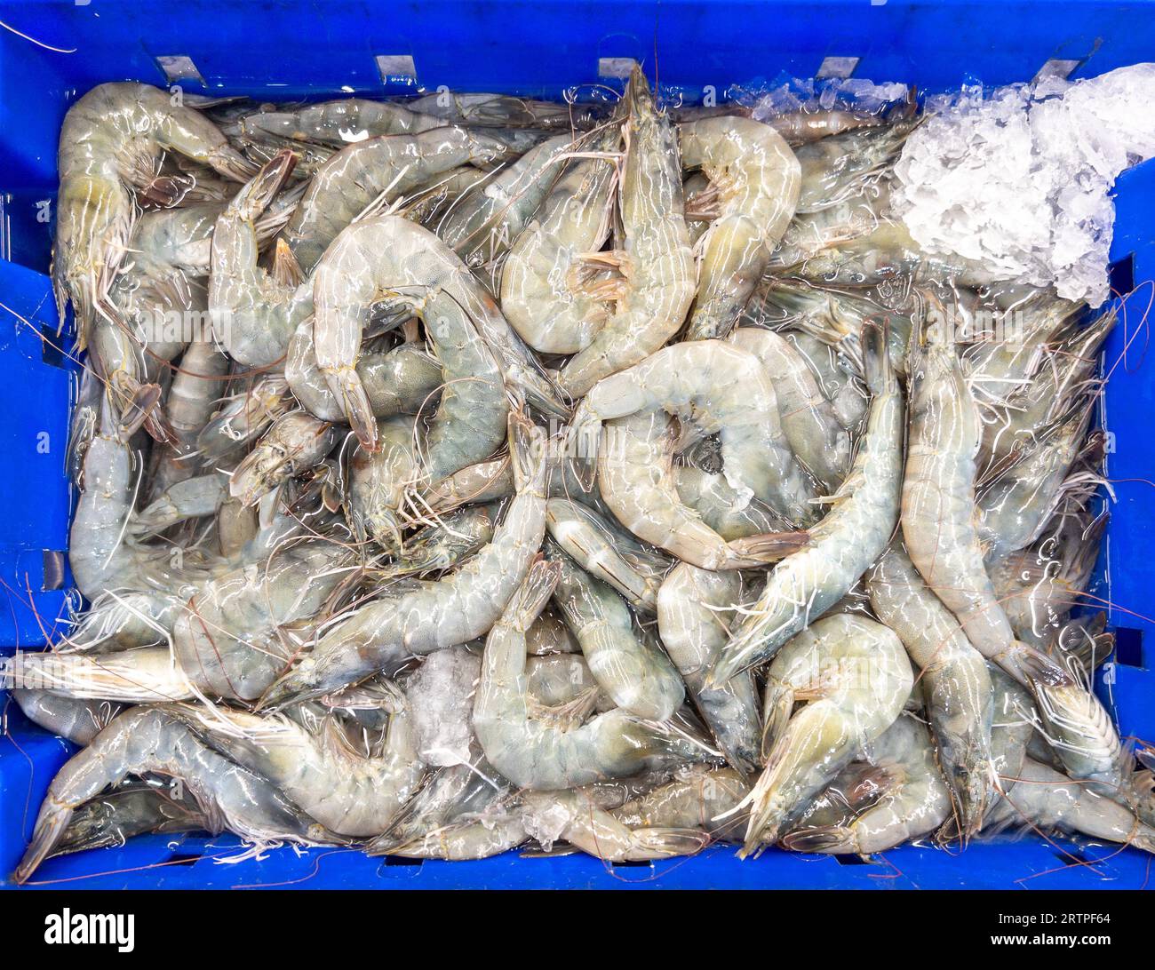 Gros plan des crevettes fraîches avec la glace pilée dans le plateau en plastique à vendre sur le marché, vue au-dessus pour l'arrière-plan. Banque D'Images