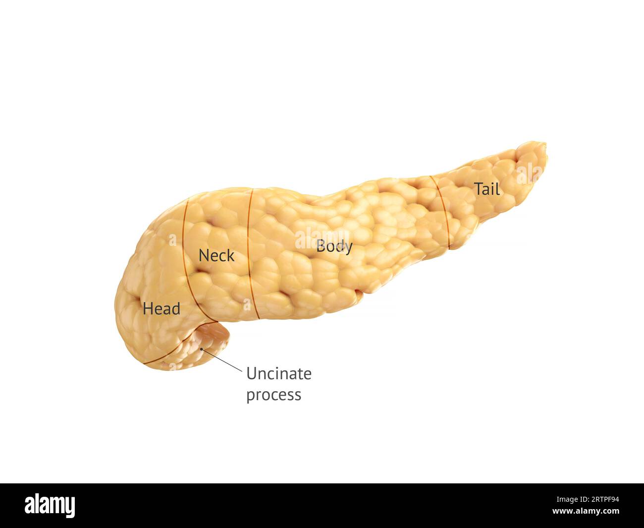 Illustration anatomique précise du pancréas humain isolé sur blanc avec des légendes de texte correctes. 3d rendu Banque D'Images