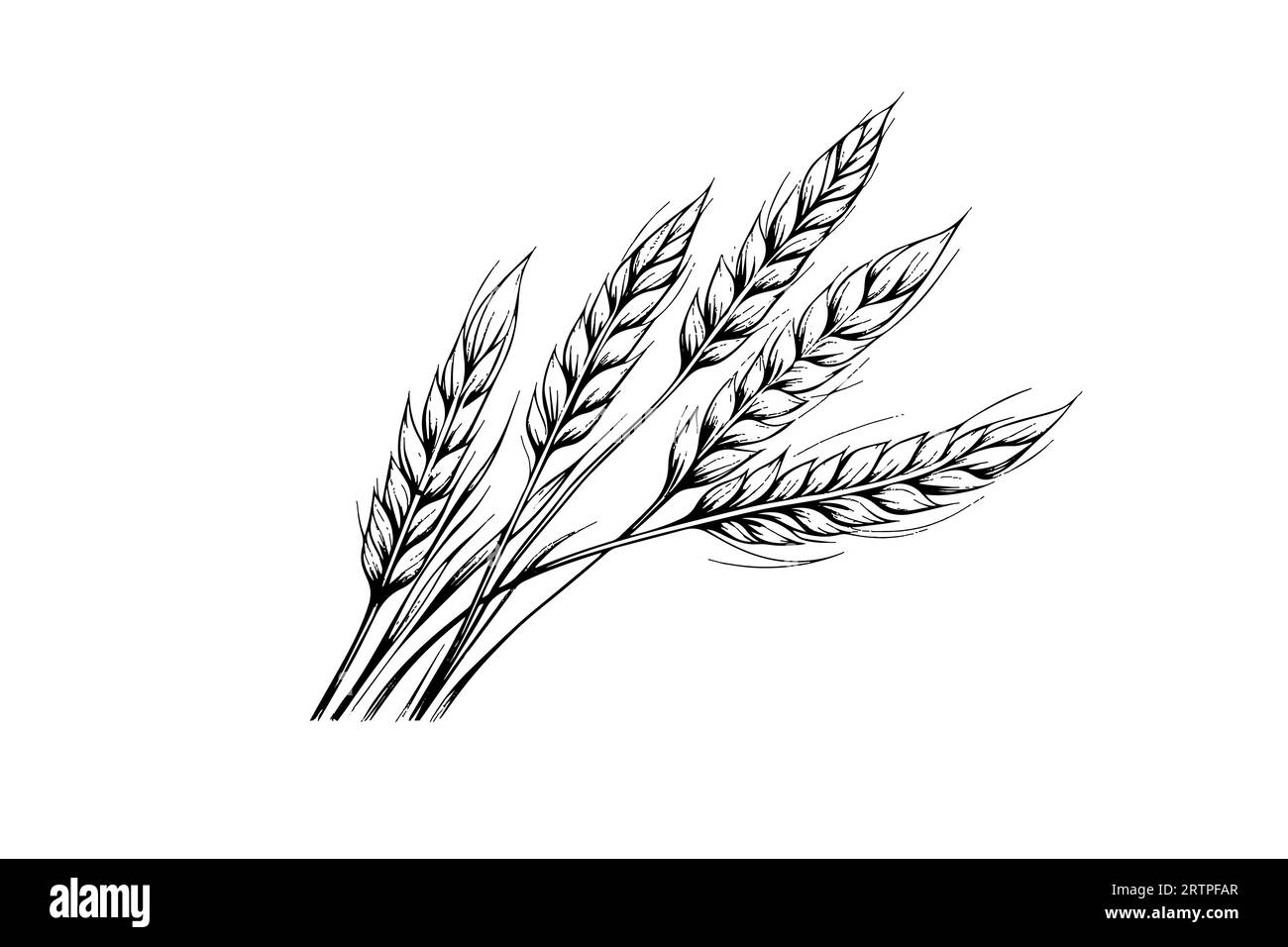 Épis de pain de blé croquis de récolte de céréales gravure style illustration vectorielle. Illustration de Vecteur