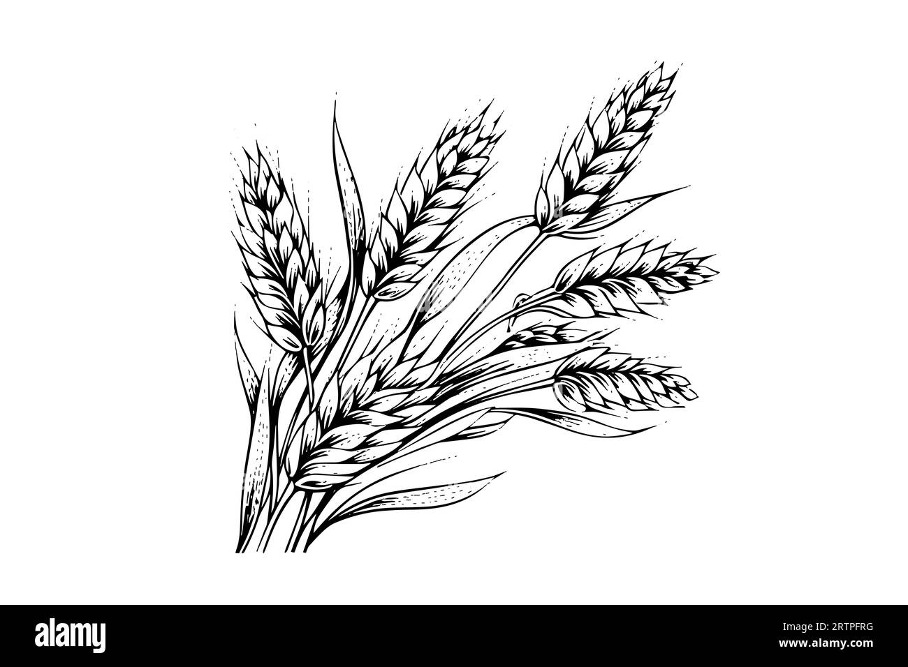 Épis de pain de blé croquis de récolte de céréales gravure style illustration vectorielle. Illustration de Vecteur