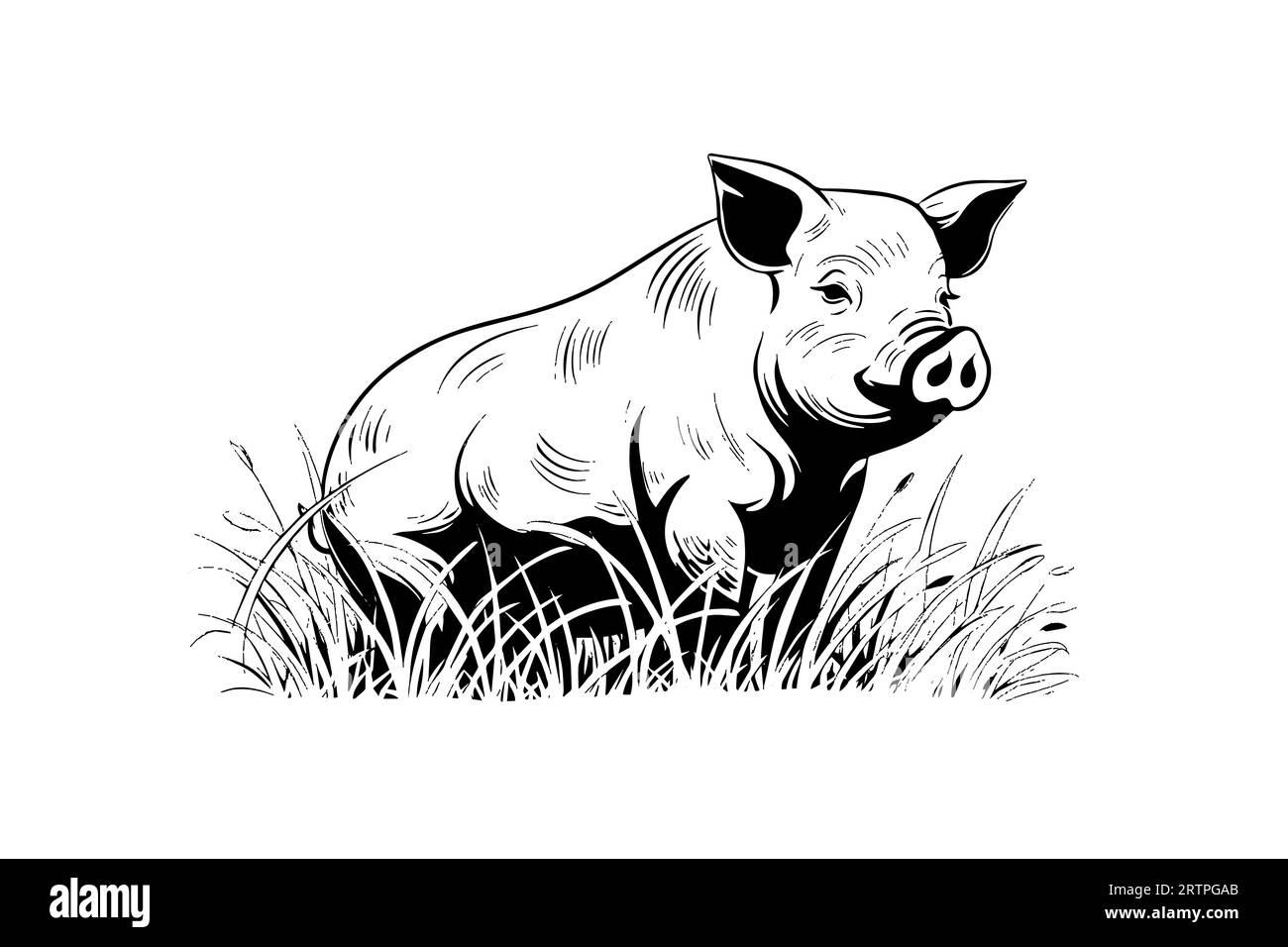 Image vectorielle gravée dessinée à la main de paysage de village avec des cochons mangent de l'herbe dans le pâturage. Illustration de Vecteur