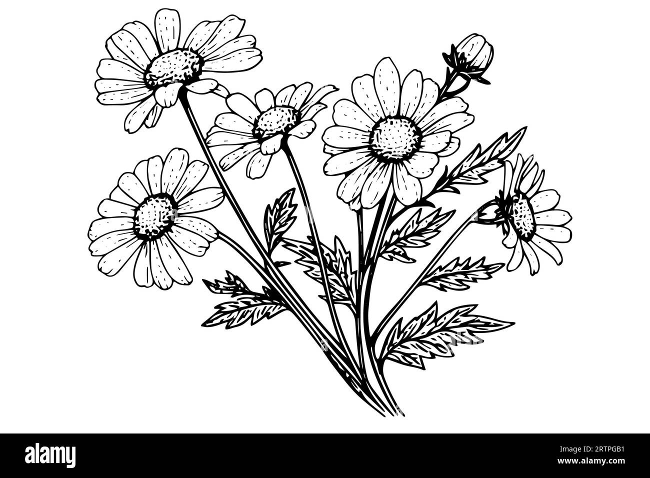 Croquis à l'encre de camomille dessiné à la main. Illustration vectorielle de gravure de bouquet de Marguerite. Illustration de Vecteur
