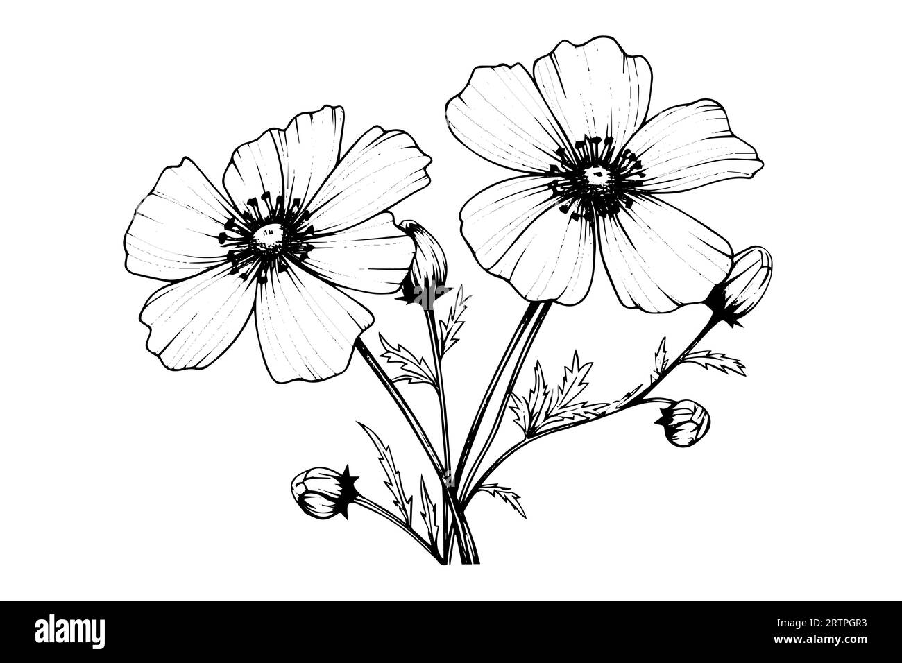 Elément isolé d'illustration vectorielle de cosmea. Art d'encre de style gravure noir et blanc Illustration de Vecteur