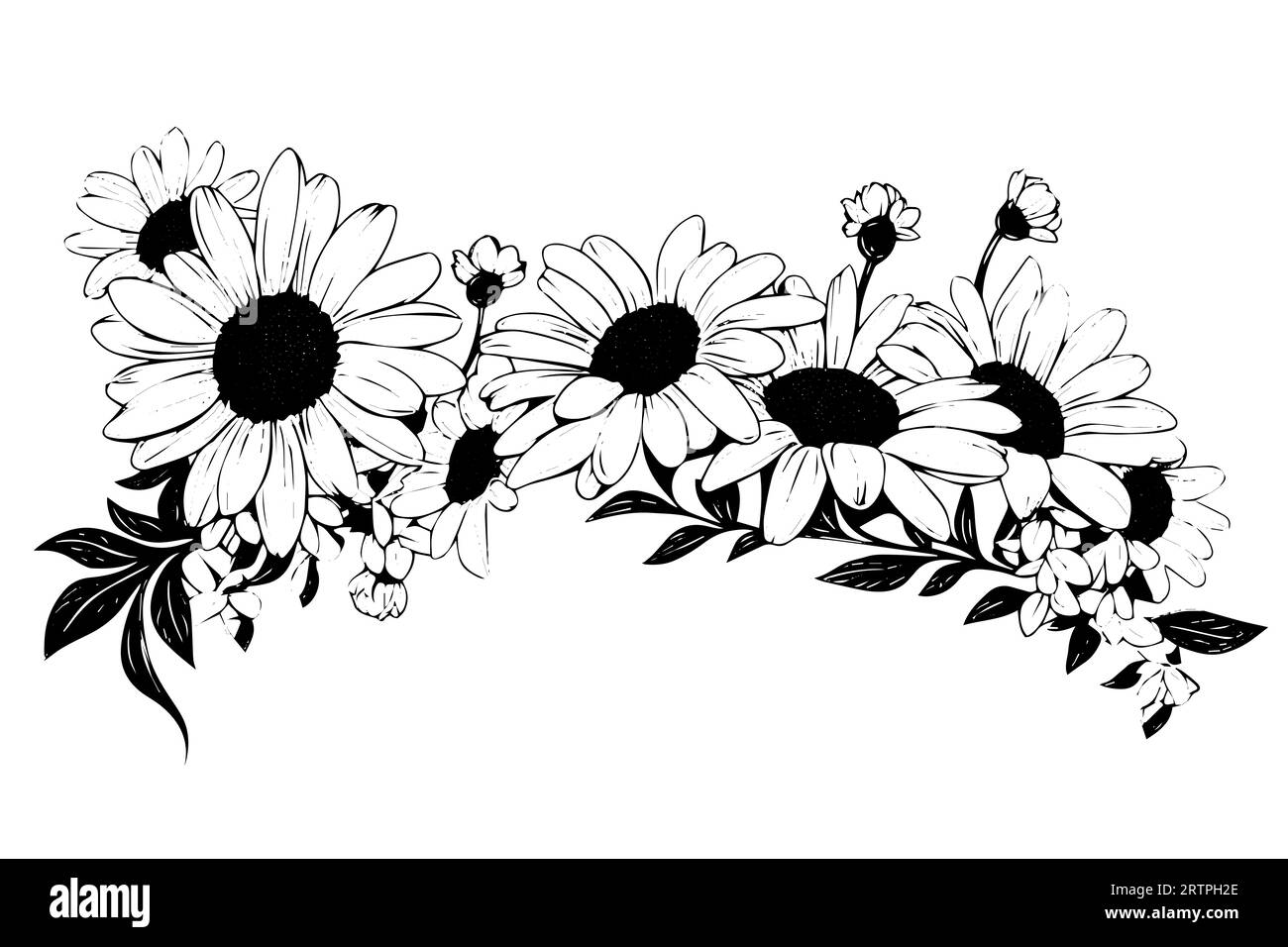 Croquis à l'encre de camomille dessiné à la main. Illustration vectorielle de gravure de bouquet de Marguerite. Illustration de Vecteur