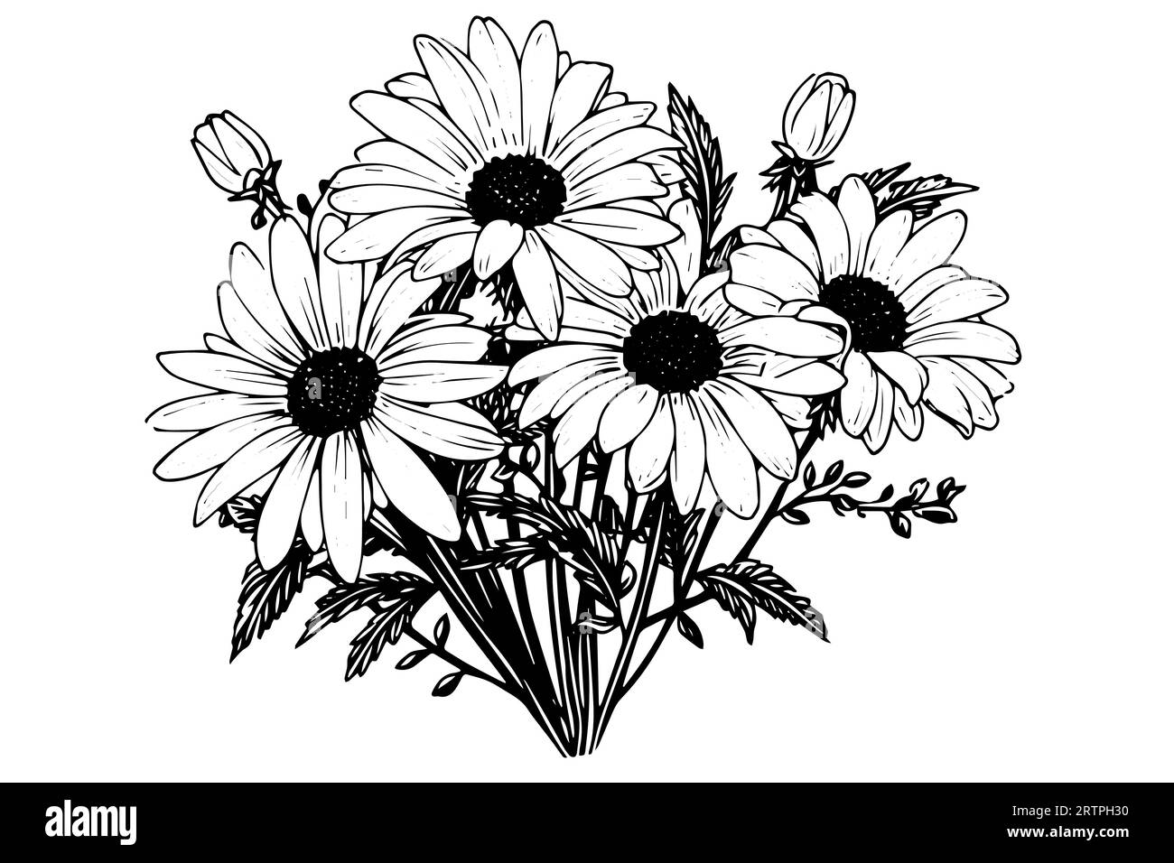 Croquis à l'encre de camomille dessiné à la main. Illustration vectorielle de gravure de bouquet de Marguerite. Illustration de Vecteur