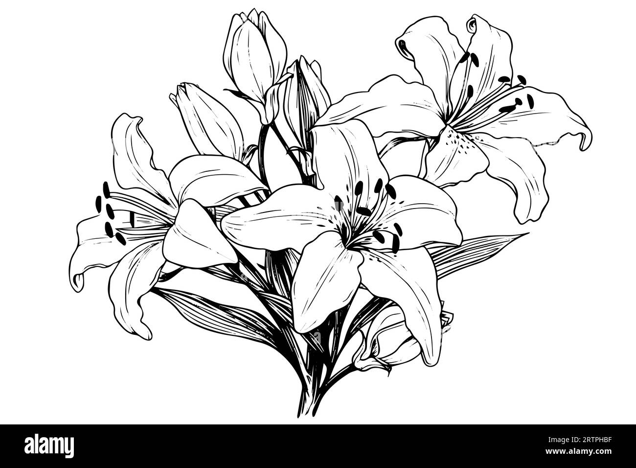 Bouquet noir et blanc monochrome lys isolé sur fond blanc. Illsutration vectorielle dessinée à la main. Illustration de Vecteur