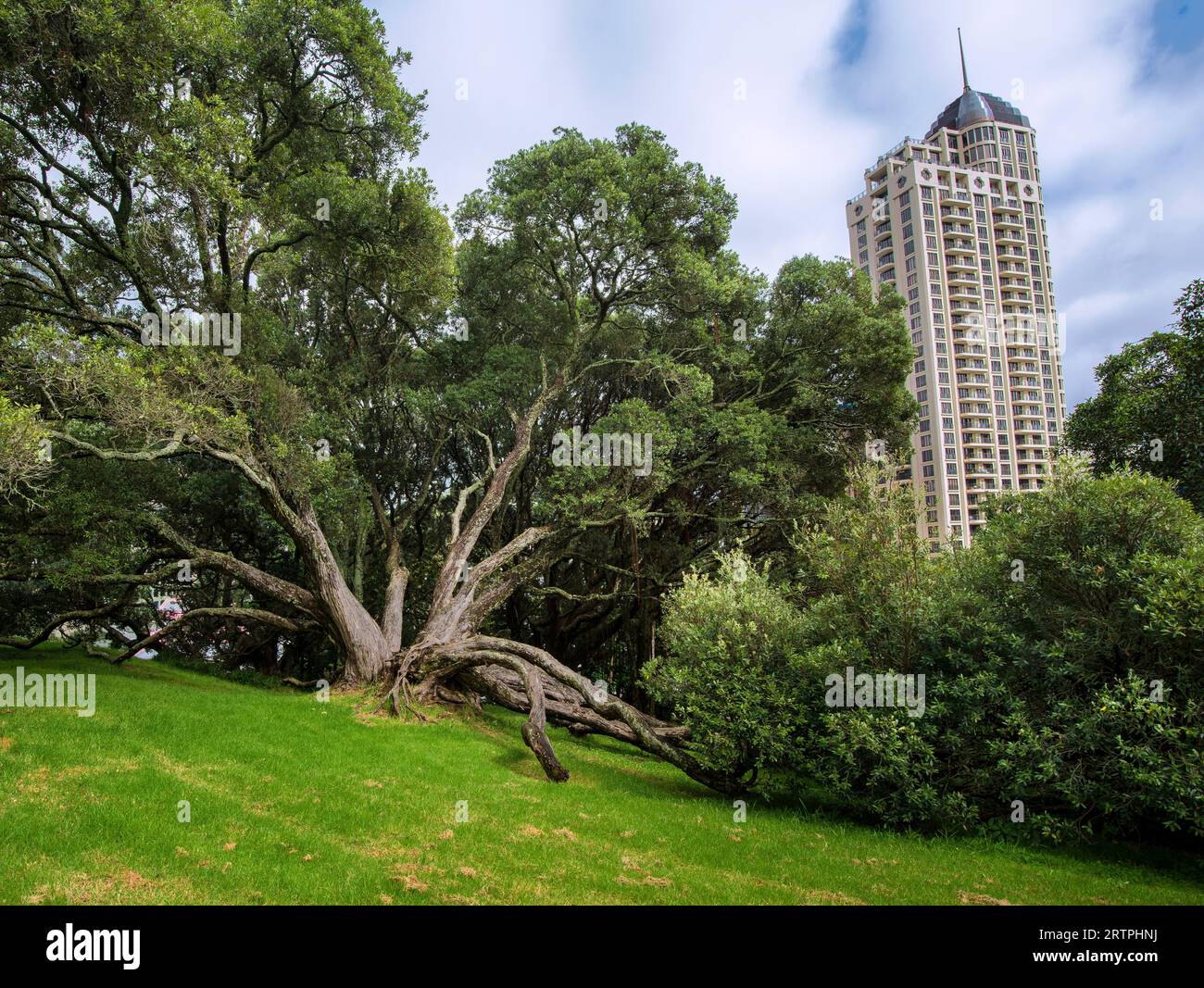 Albert Park, vue sur la ville en arrière-plan, Auckland, Île du Nord, Nouvelle-Zélande Banque D'Images