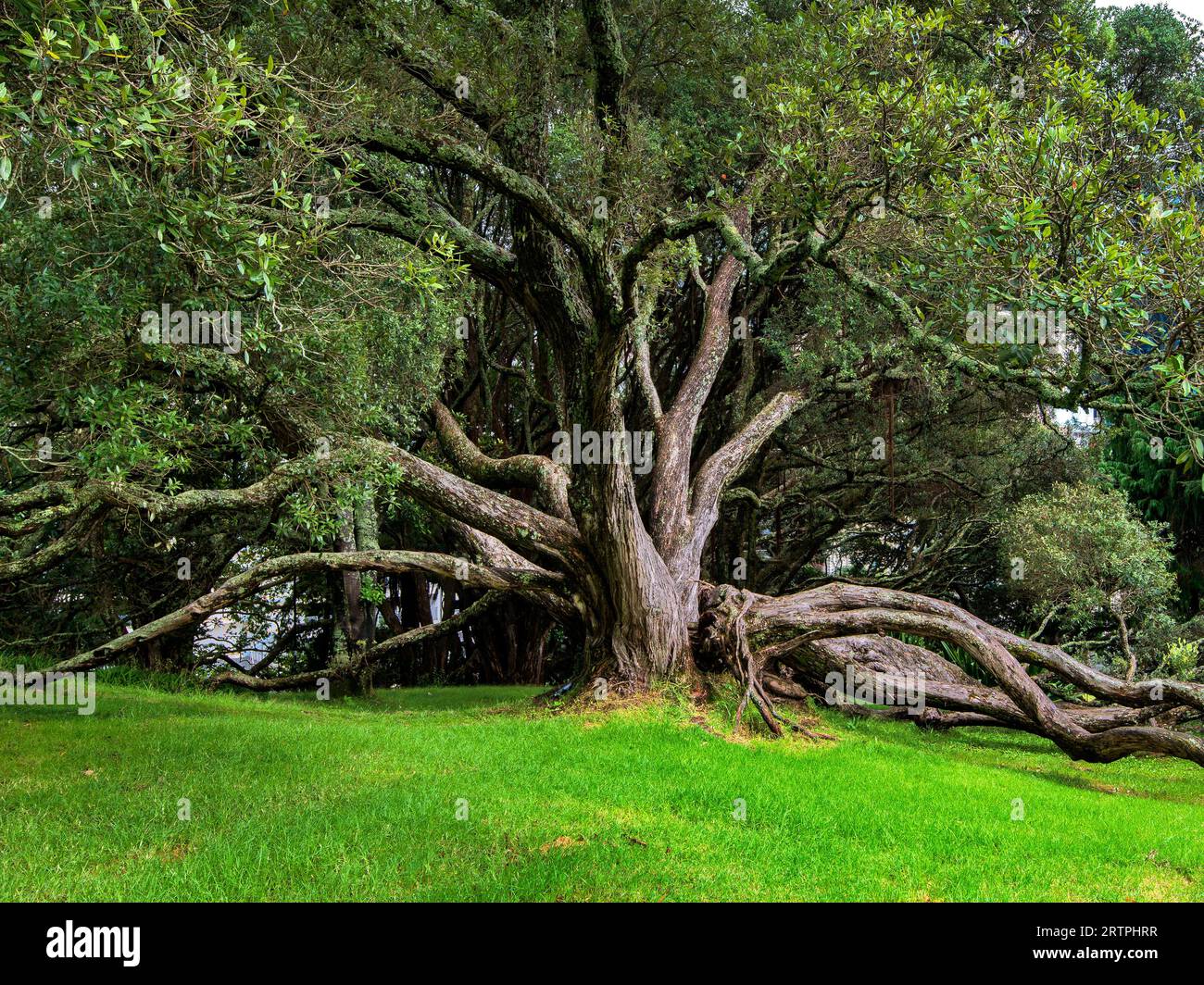 L'Albert Park, Auckland, île du Nord, Nouvelle-Zélande Banque D'Images