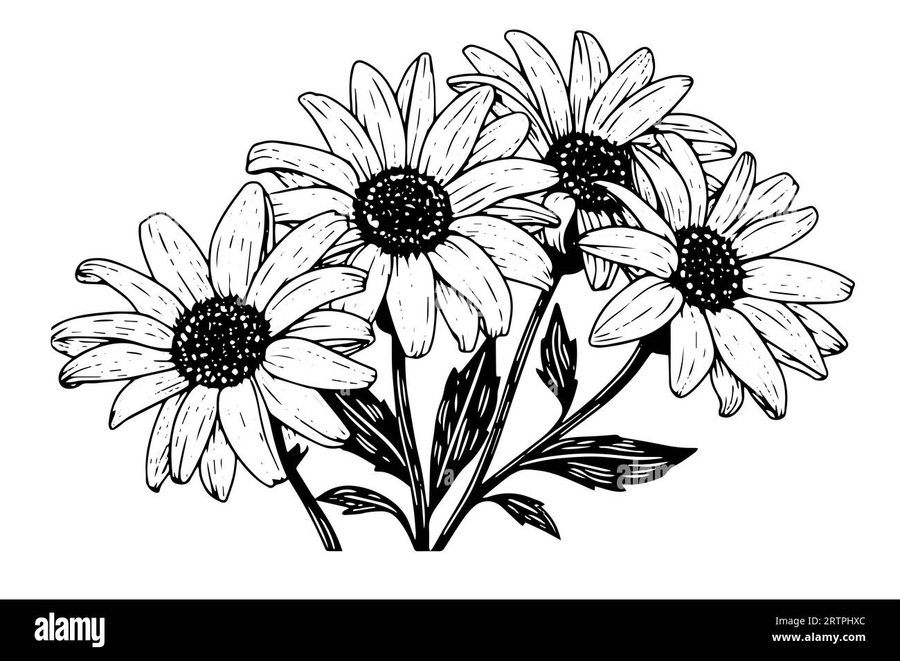 Croquis à l'encre de camomille dessiné à la main. Illustration vectorielle de gravure de bouquet de Marguerite. Illustration de Vecteur