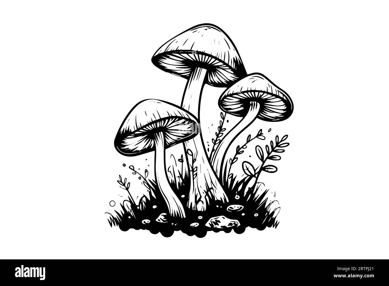 Groupe de champignons agariques à la mouche ou amanita poussant dans le style de gravure d'herbe. Illustration vectorielle. Illustration de Vecteur