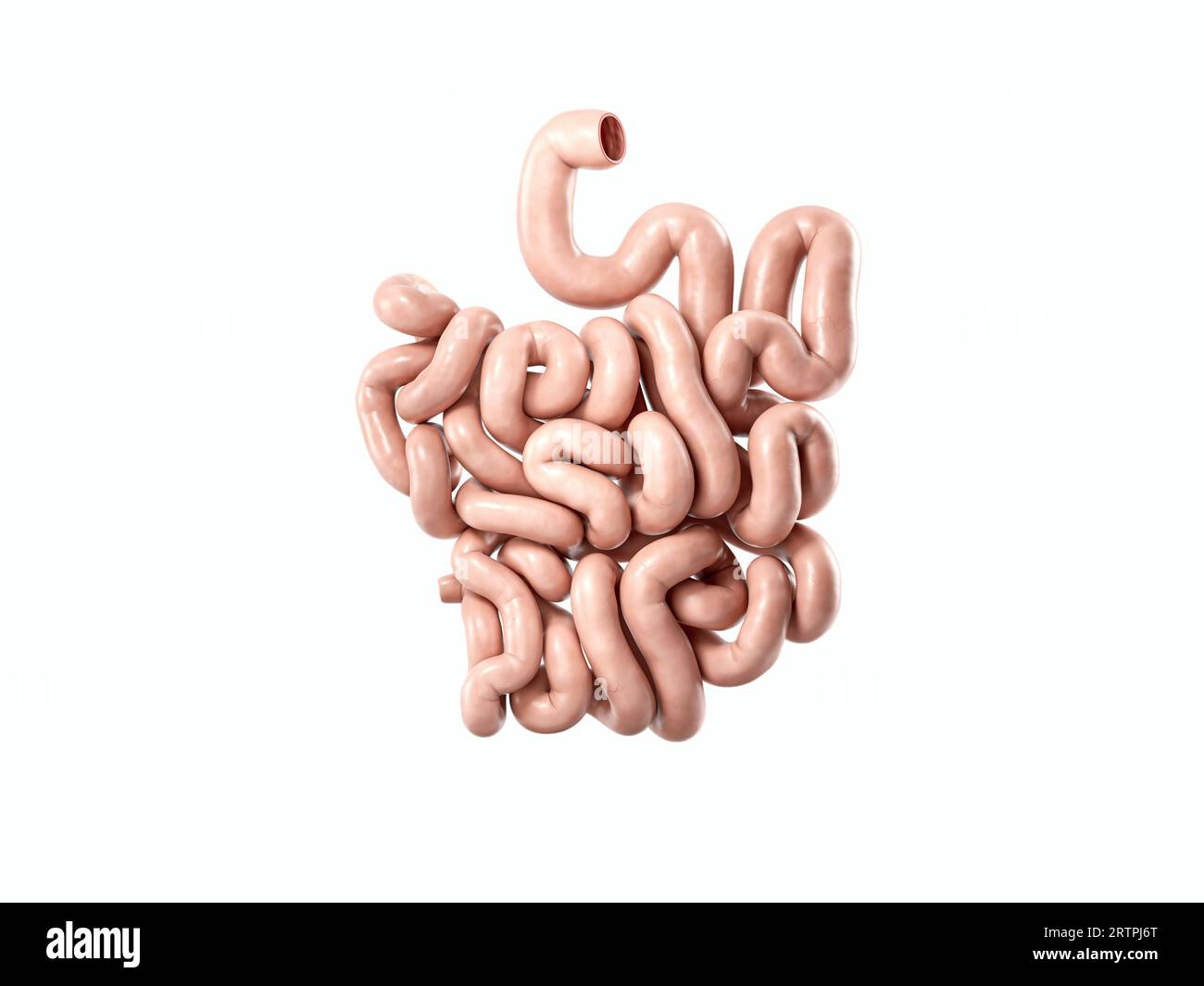 3d illustration de l'organe interne humain - intestin grêle. Intestin grêle isolé sur blanc Banque D'Images