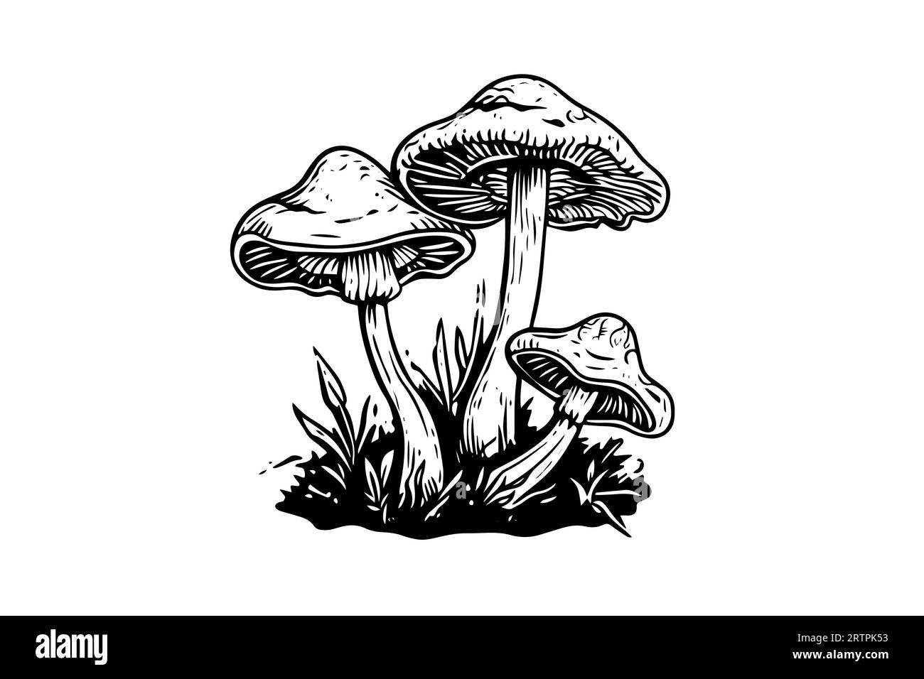 Groupe de champignons agariques à la mouche ou amanita poussant dans le style de gravure d'herbe. Illustration vectorielle. Illustration de Vecteur